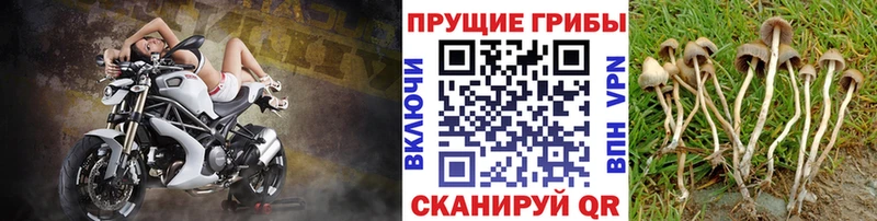 Галлюциногенные грибы мухоморы  кракен ONION  Пыталово 